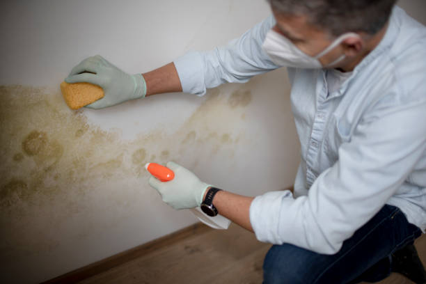 Best Mold Damage Restoration  in North Bethesda, MD